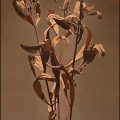 “Glory”  oil on canvas   2009   50″x40″