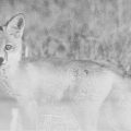 The_Fox