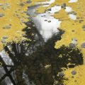 Pond_Disguised_by_Leaves