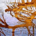 Trees_Reflection