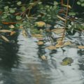 Watery_Resting_Place