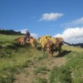 Chuck_with_pack_mules