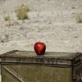 Jorgensen_Apple_of_My_Eye_1