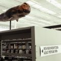 whale