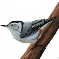 MAKN267_WhiteBreastedNuthatch