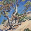 mjSurvivalTropicCanyonUtah 001