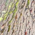 modernwest-diane-tuft-entropy-2022