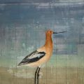 modernwest-tom-judd-avocet-2023