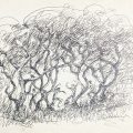 IMG_4791 (2)