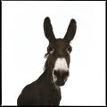 donkey