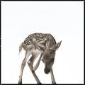fawn