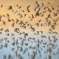 Walker Sandpipers