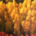Aspens_In_The_Peak_Of_Fall_36x72
