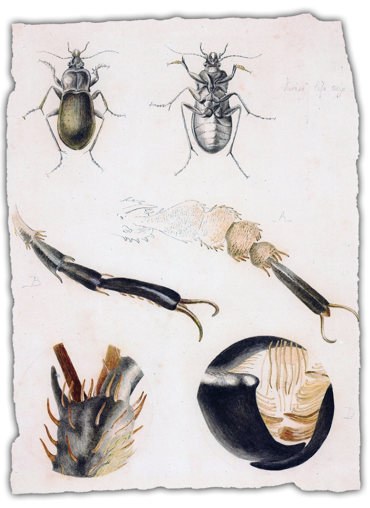 Scientific illustration showing detailed studies of a beetle, including dorsal and ventral views, dissected legs, and anatomical parts such as mandibles and claws, labeled with letters.