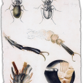 fig. 7 Beetles