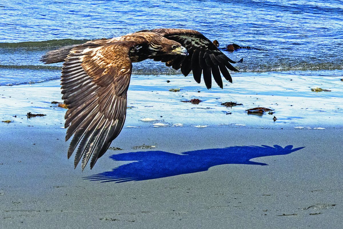 Large eagle flying low over a sandy shoreline near water, wings spread wide, with its shadow sharply visible on the sand.