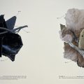 Two Page Spread