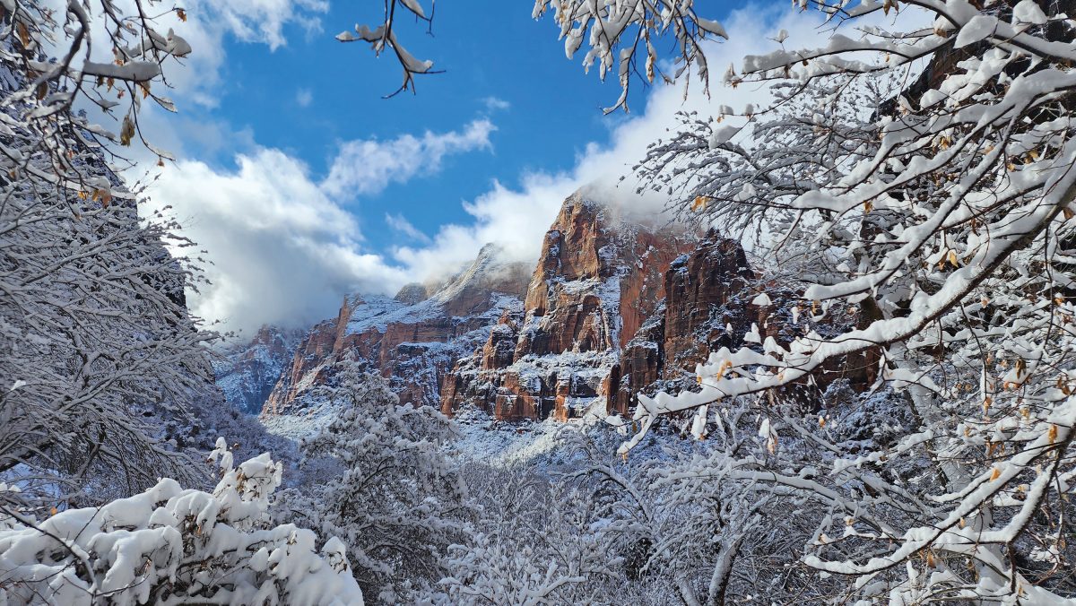 Snow-covered trees frame red rock cliffs in Zion National Park under a bright blue sky with scattered clouds.