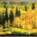 Busche Autumn 2