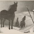 1986.38_2.tif