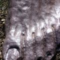 gilgal15