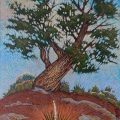 Yucca+Tree